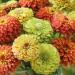Zinnia Queeny Flower Seed Mix
