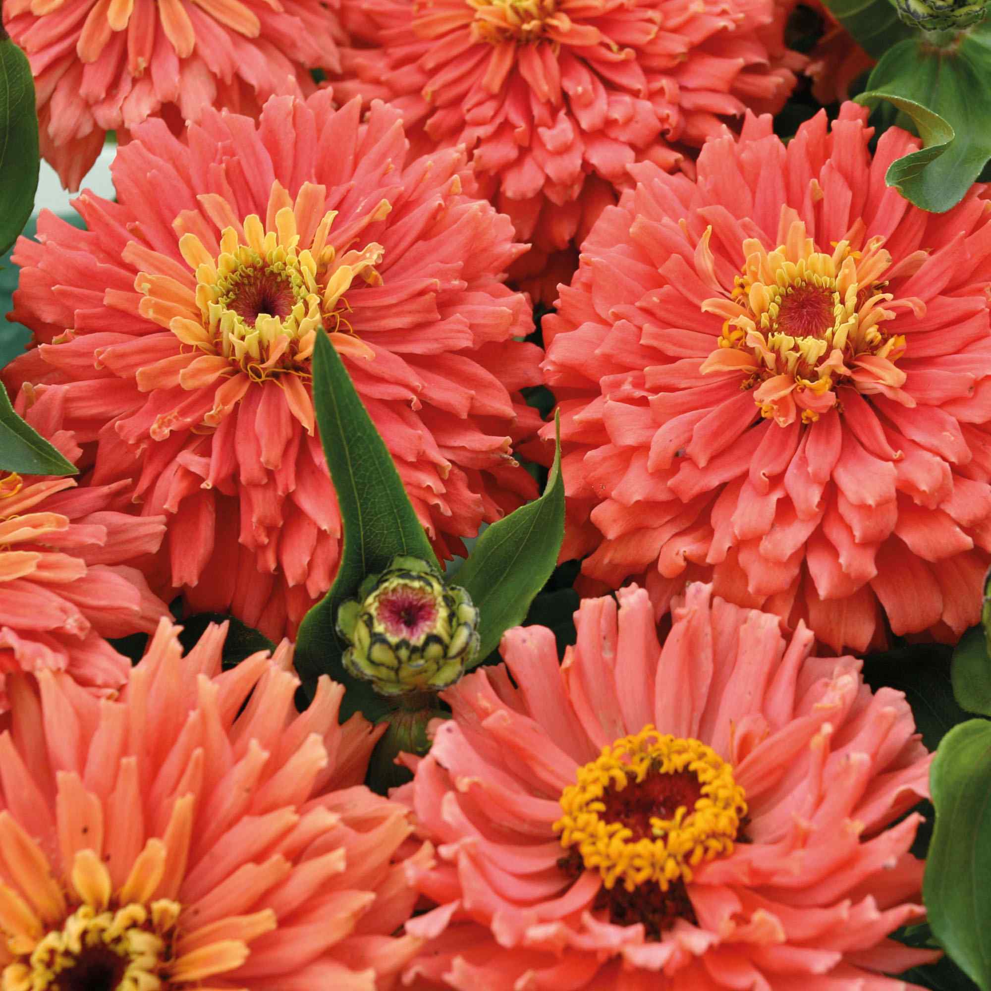Zinnia Senora Double Blooming Salmon Pink Garden & Cut Flowers