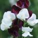 Sweet Pea Night & Day Flowers