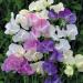 Sweet Pea Scent Infusion