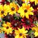 Rudbeckia Hirta Ruby Gold Flowers