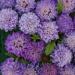 Scabiosa Pincushion Blue Beau