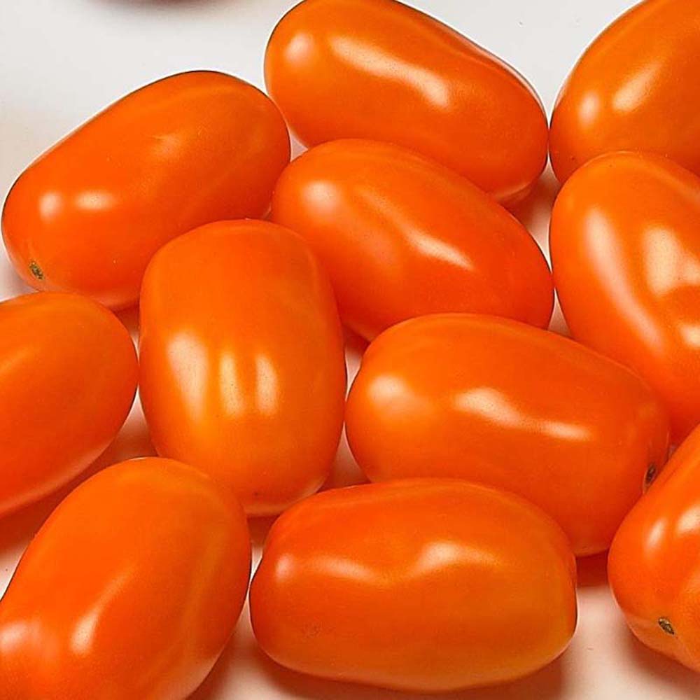Snack Orange Tomato Seeds