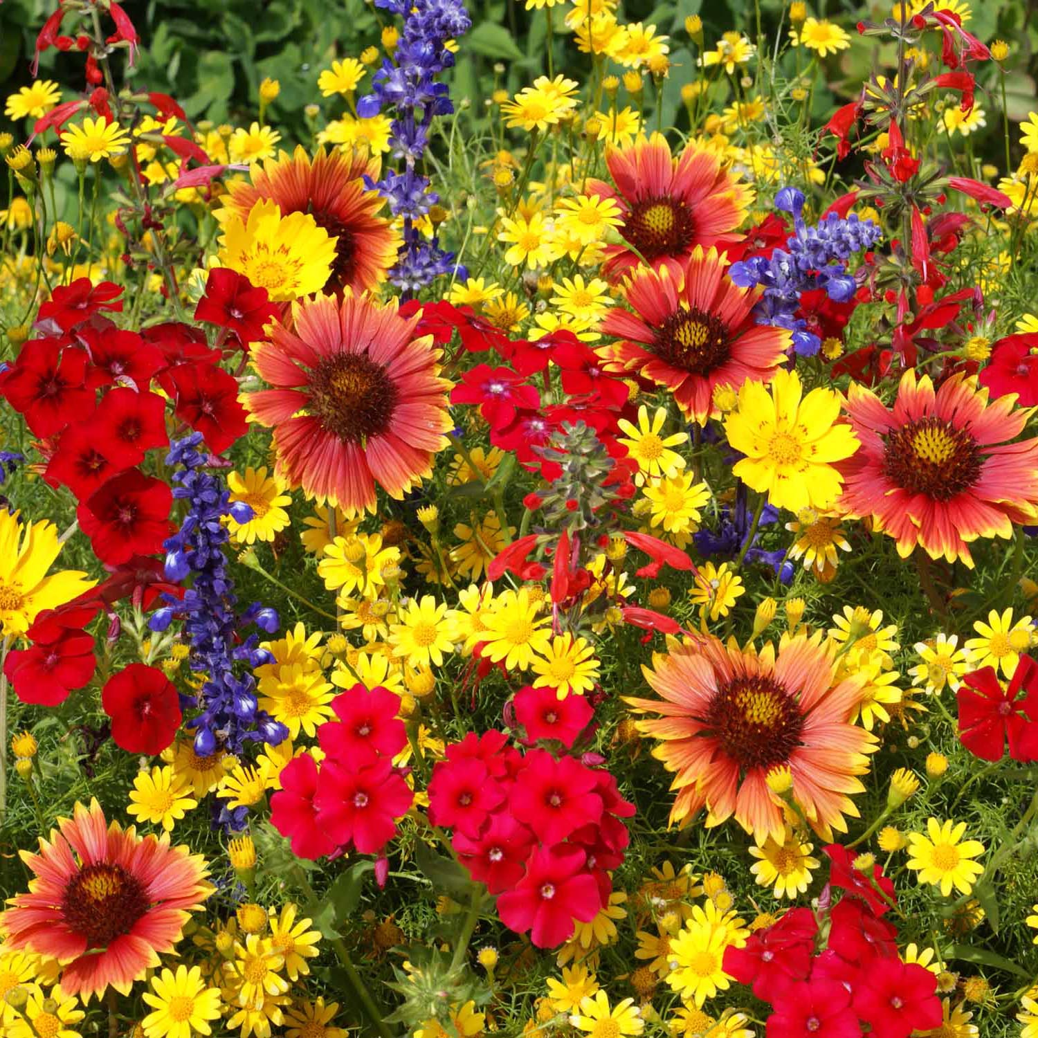 Wildflower seed mix includes: