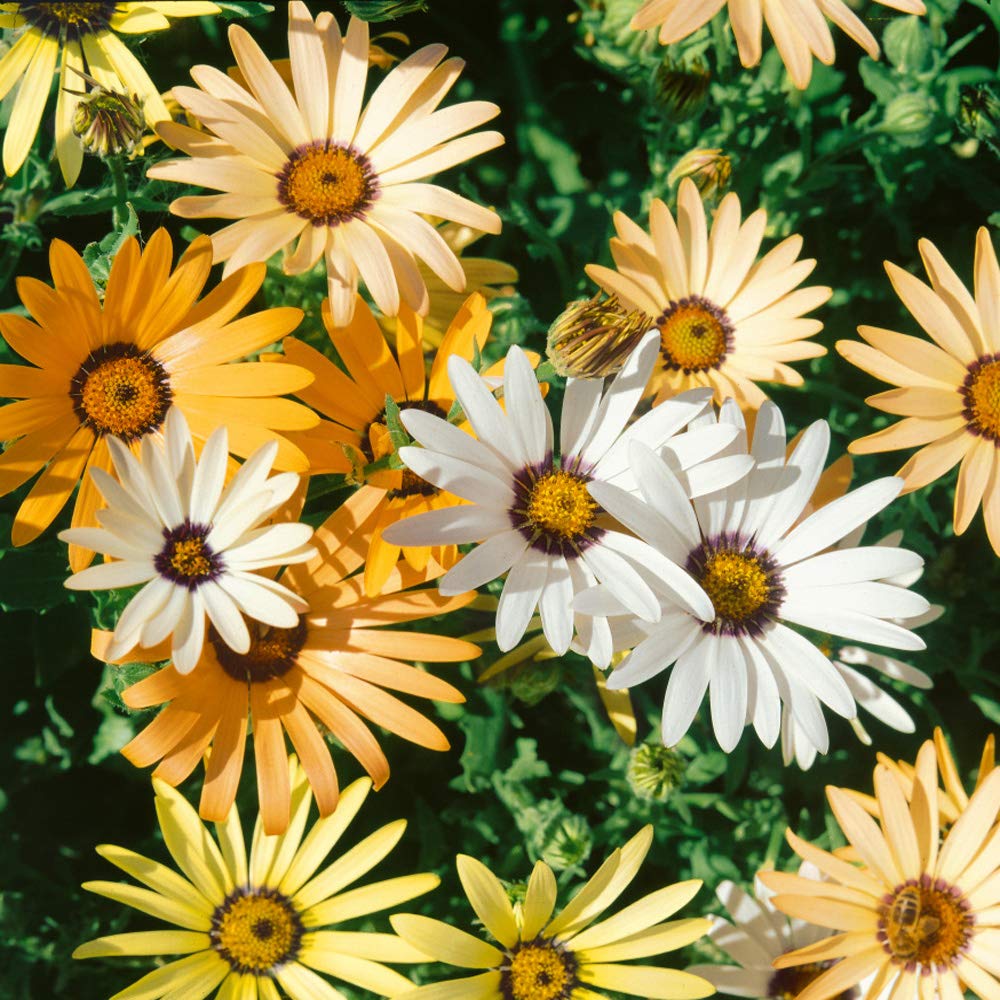 African Daisy Mix Seed Bag For Planting