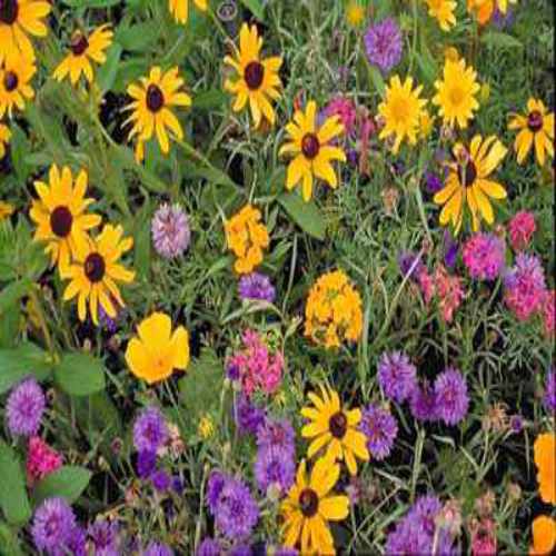 Annual Wildflowers