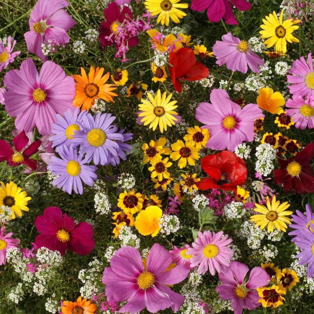 Annual Wildflowers