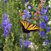 Birds & Butterfly Wildflowers