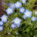 Baby Blue Eyes Wildflowers