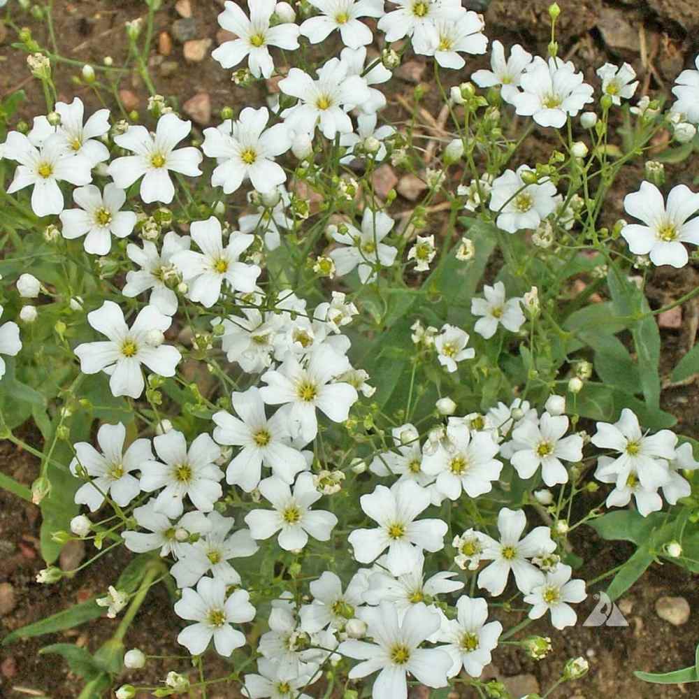 Gypsophila Baby's Breath flower seeds - Sierra Flora