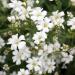 Baby's Breath Wildflower