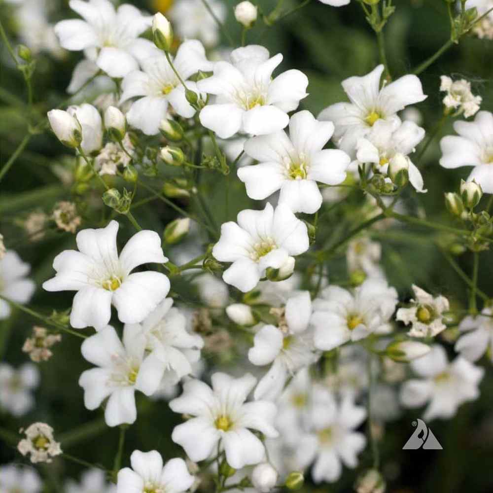 Gypsophila Seeds - White