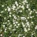 Baby's Breath Flowering Plant