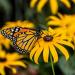 Black-Eyed Susan Wildflower Seed