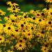 Black-Eyed Susan Flowers