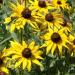 rudbeckia hirta flowers