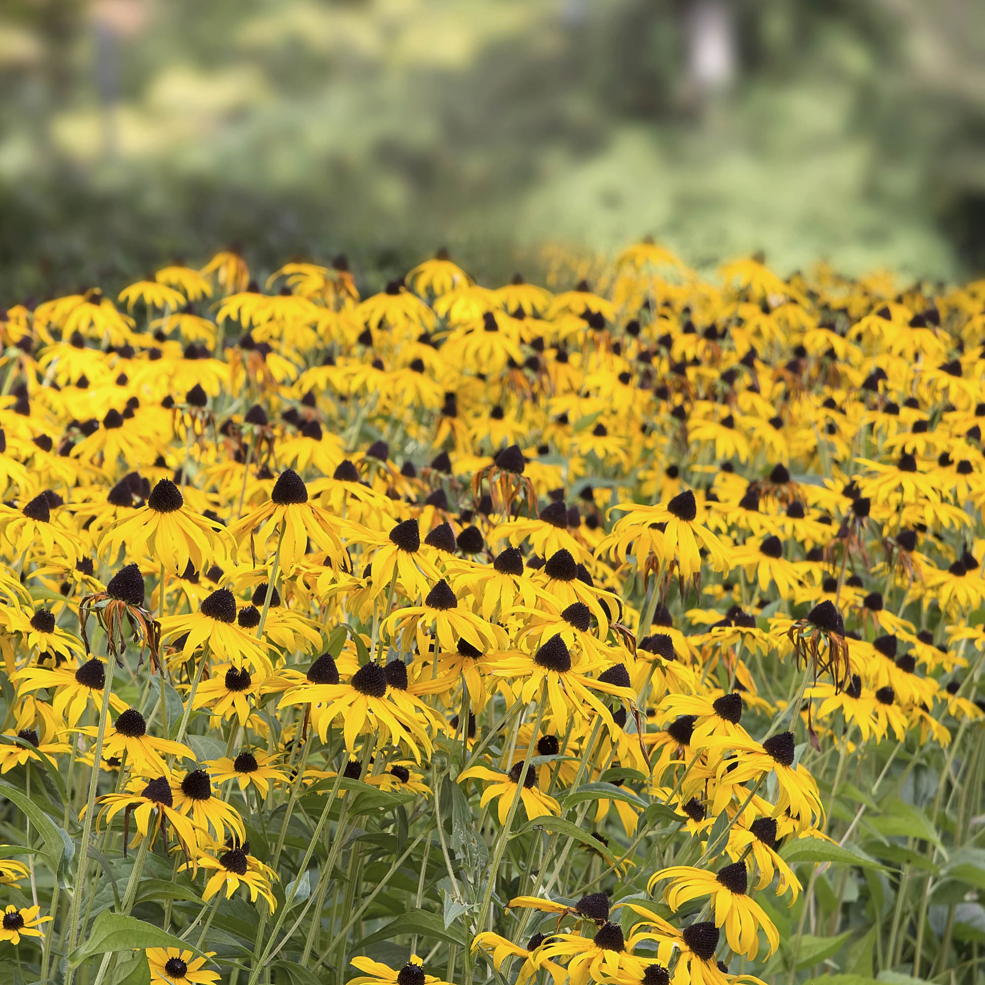 Black-Eyed Susan Flowers