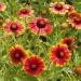 gaillardia aristata flowers