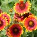 Gaillardia Wild Flowers