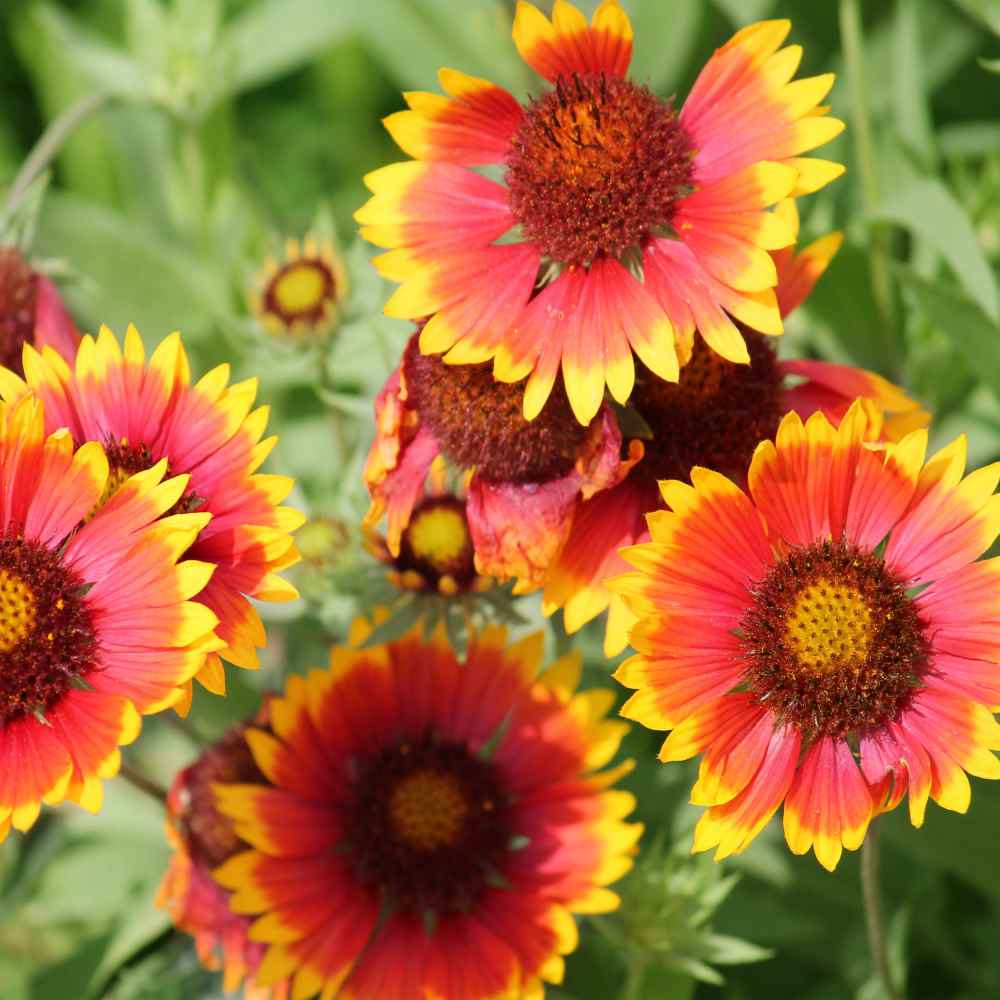 Gaillardia Aristata Gaillardia Aristata