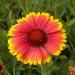 Gaillardia Flowers