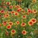 Blanket Flower Plant