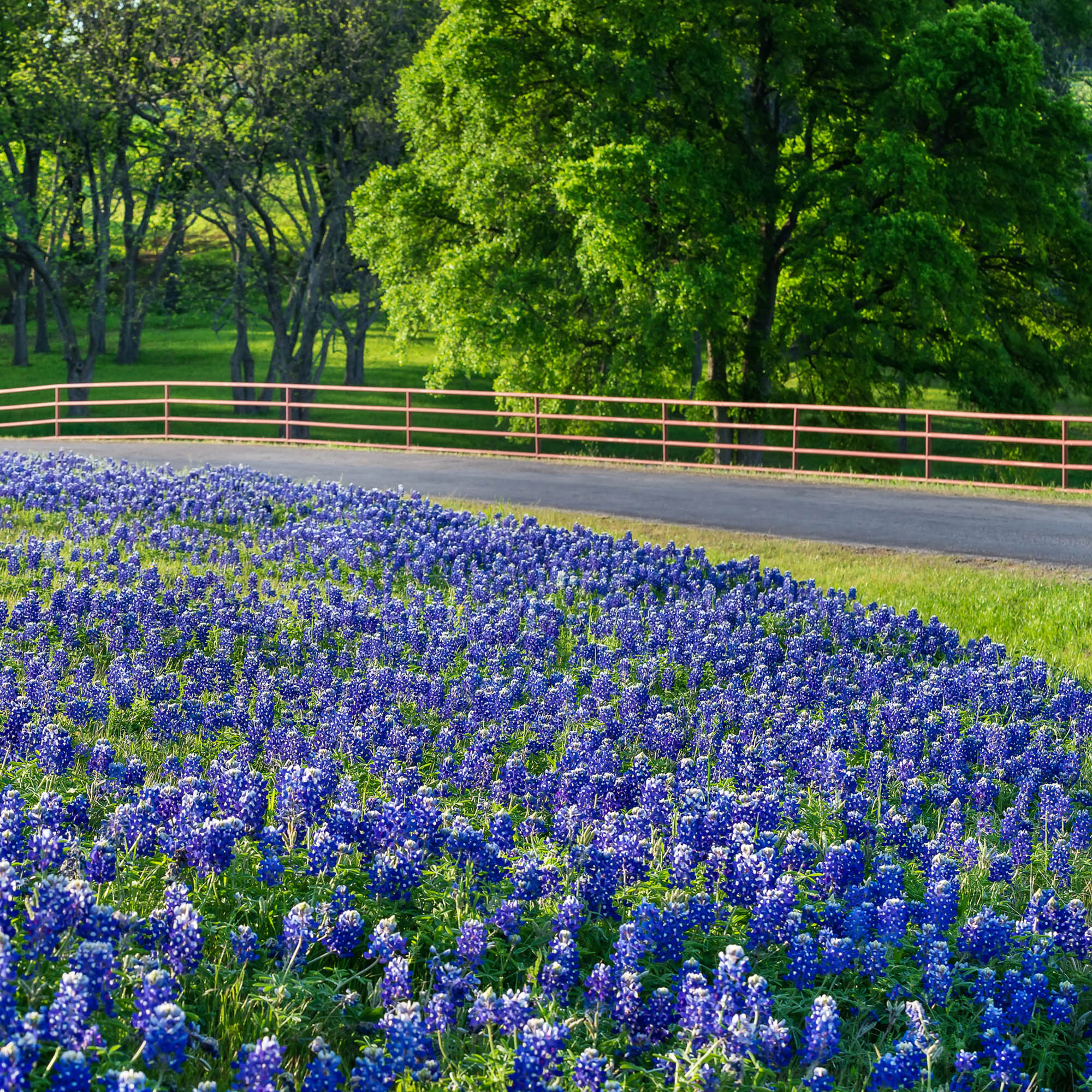 Perennial Texas Bluebonnet Seed Bag