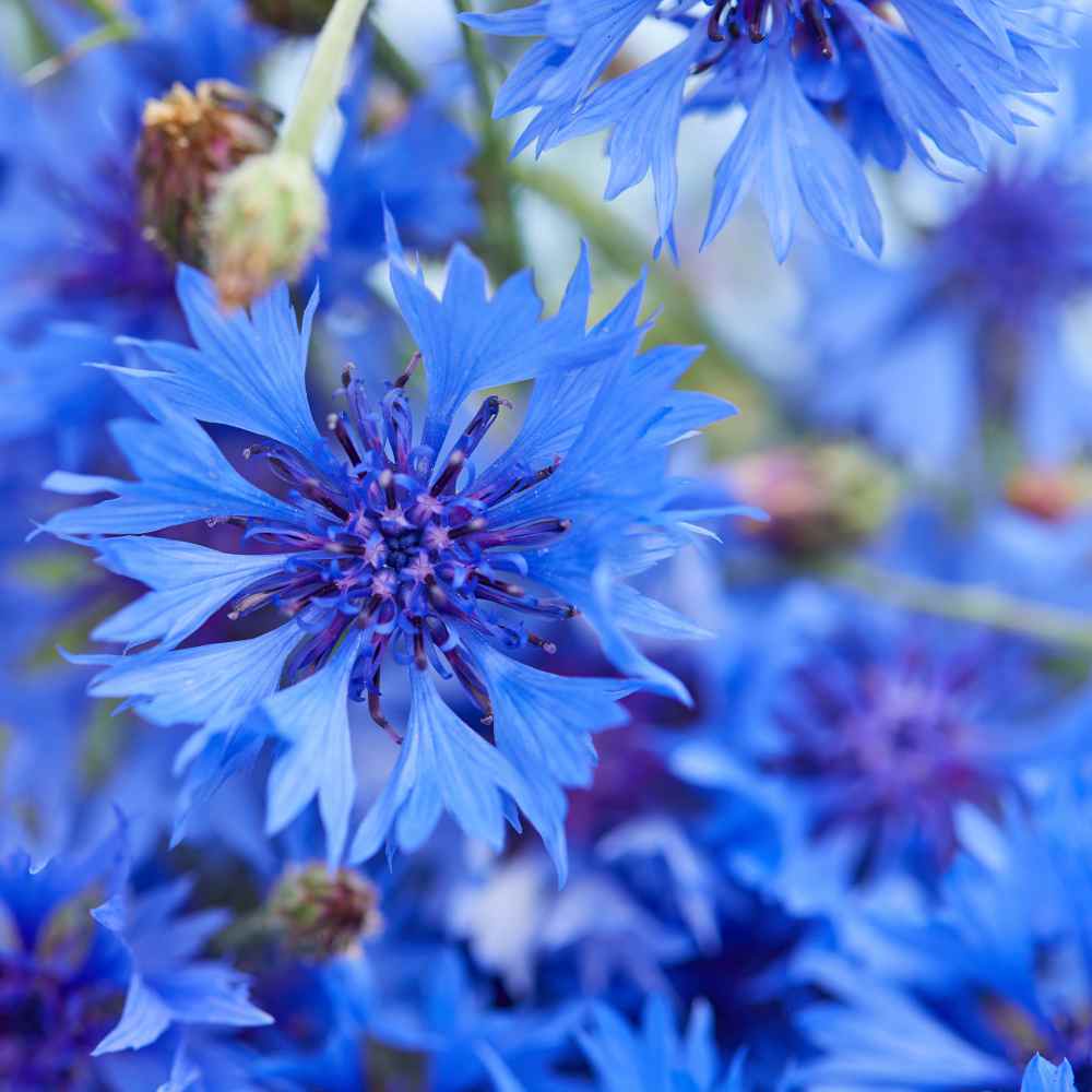 Button Flowers - Blue