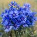 Blue Cornflower Cut Flowers