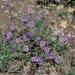 Blue-eyed Grass Flowers