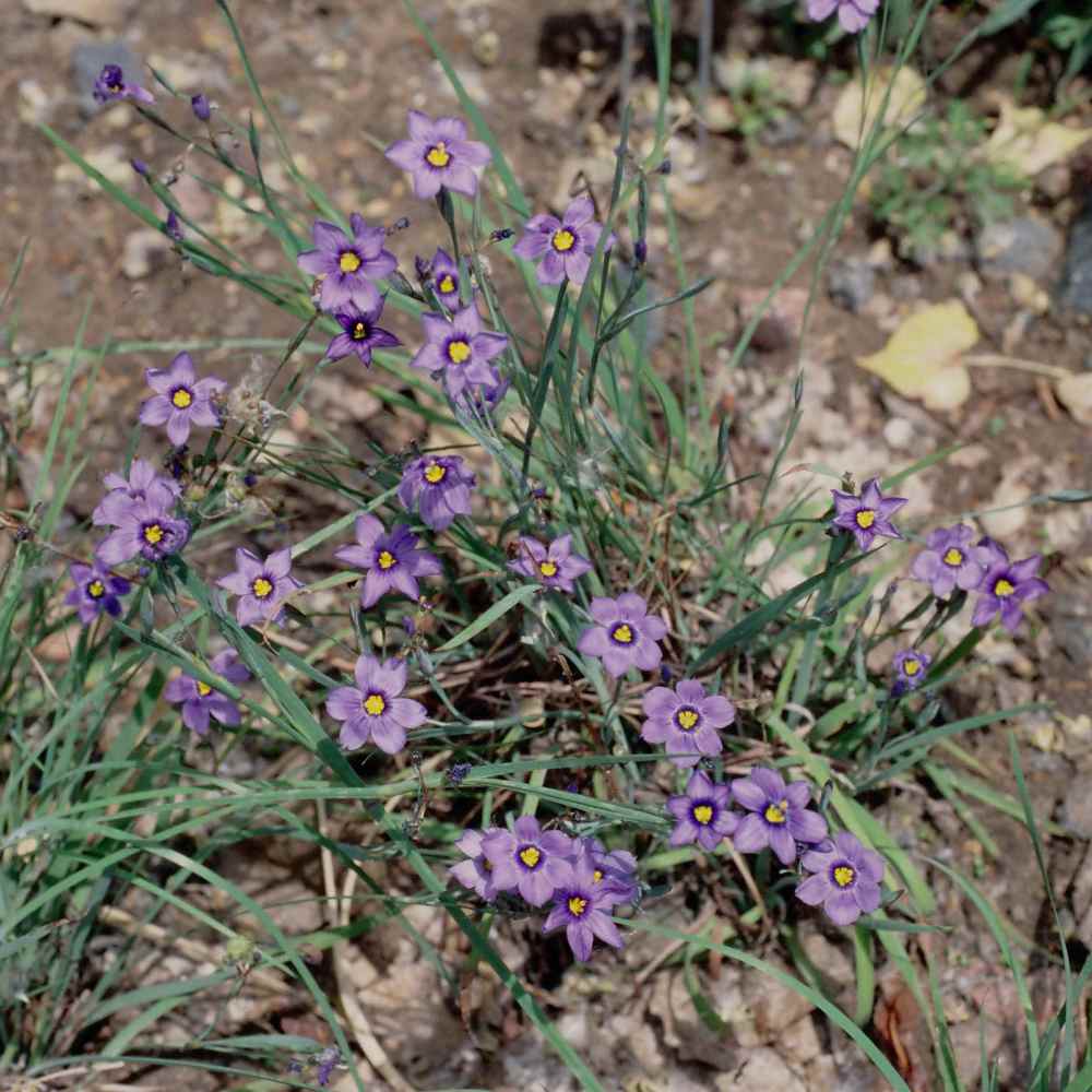 Flowering Foliage Plant