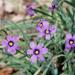 Blue-eyed Grass Plant