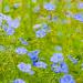 Blue Flax Flowers