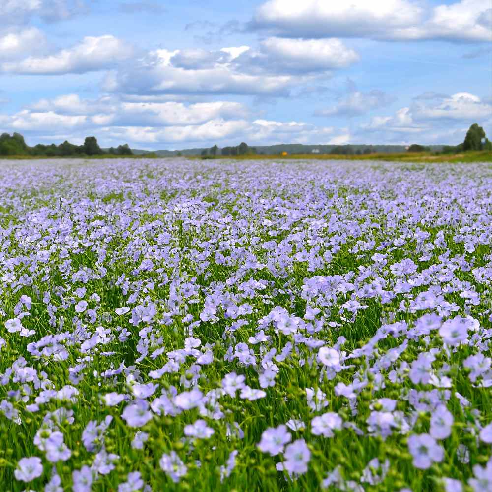 Blue Flax Wildflowers