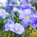 Blue Flax Linum