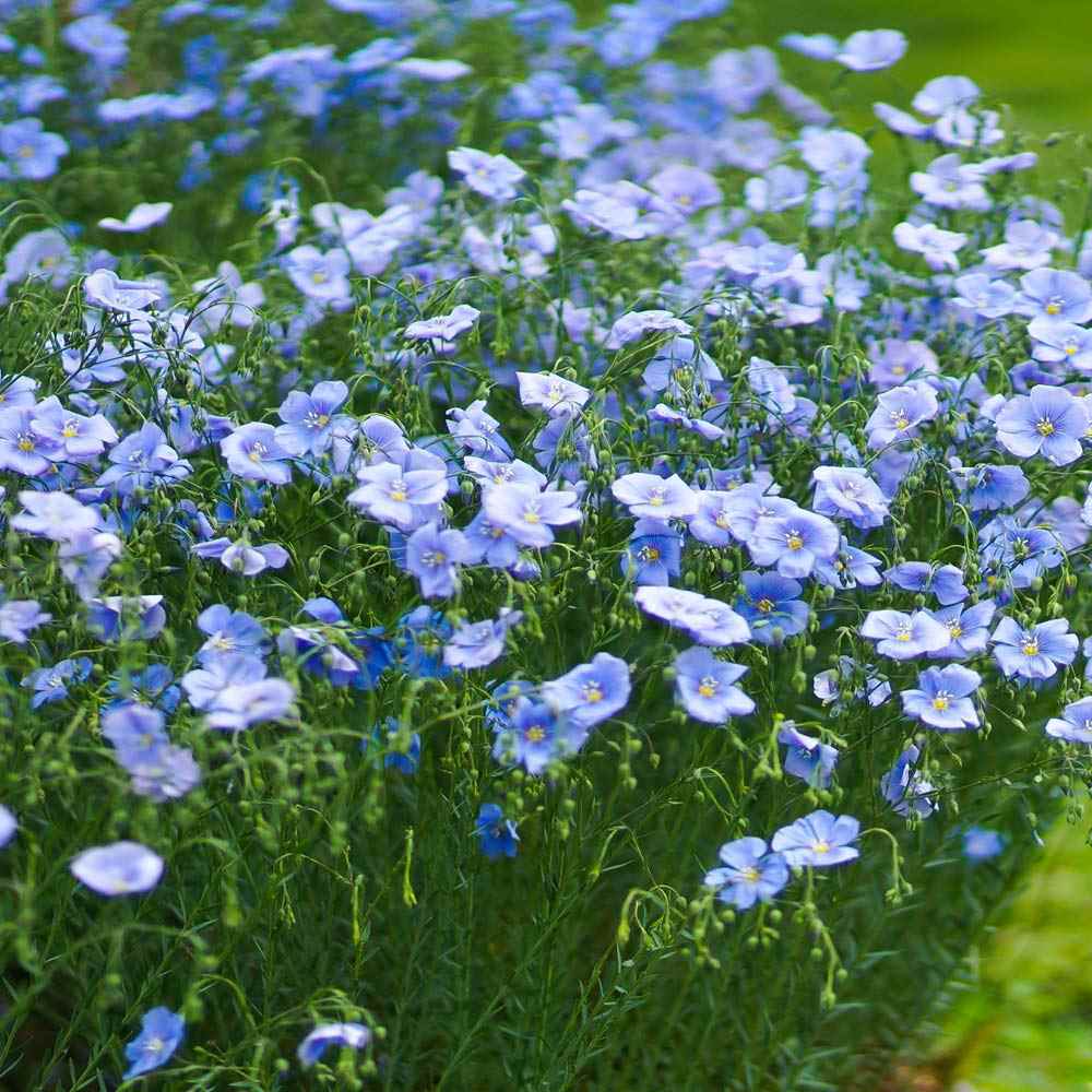 Tough Plant Ornamental Frost & Drought Tolerant Native Blue Flax Lily Seeds 