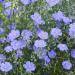 Blue Flax Linum Flower Seed