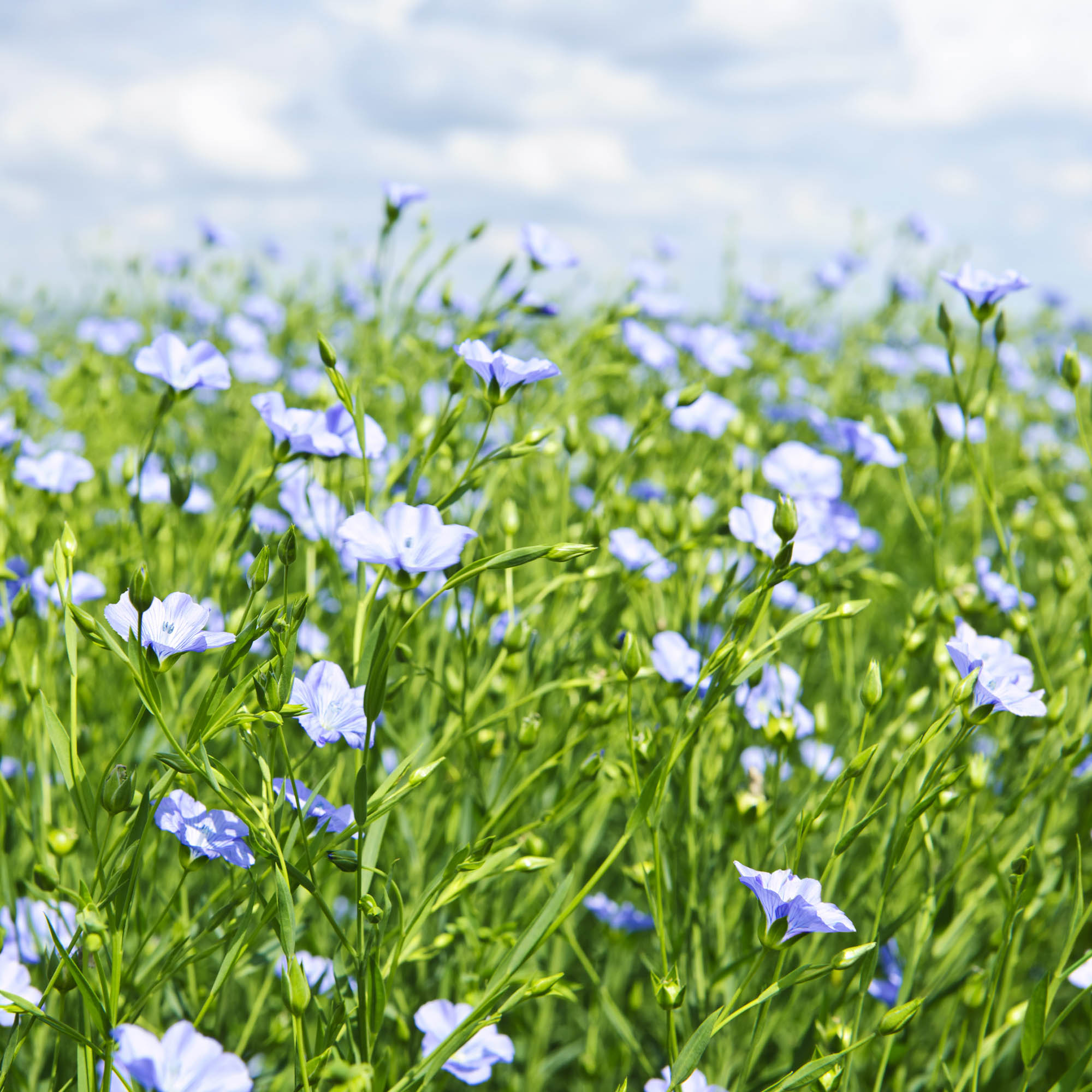Blue Flax Wild Flower Seed Bag