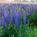 Perennial Lupine