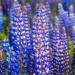 blue lupine flowers