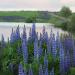 Perennial Lupine Wildflowers