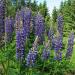 Perennial Blue Lupine Flowers