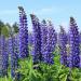 perennial lupine