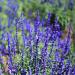 Blue Sage Salvia Wildflowers