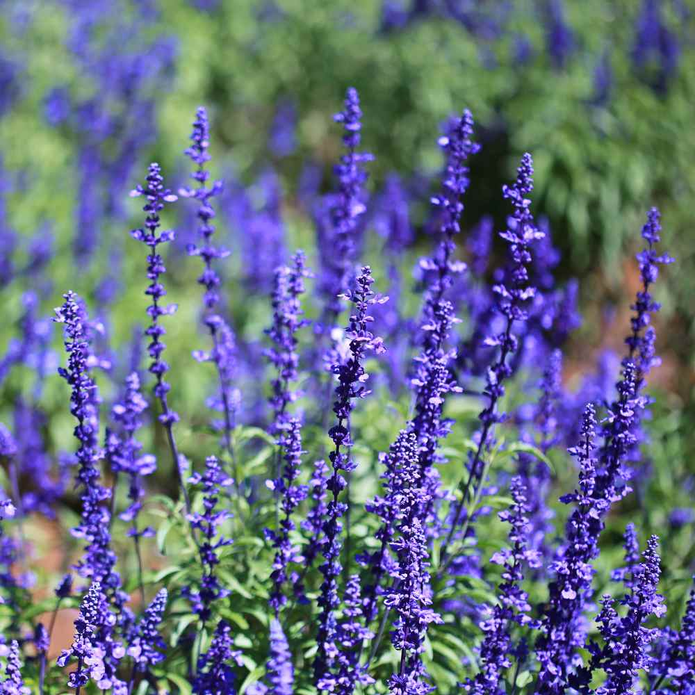 Blue Wildflower Seed Mix