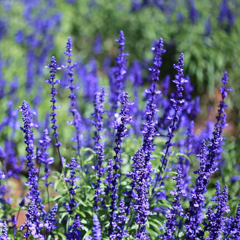 Salvia Mealycup Sage White Drought Tolerant Plants Grown From Flower Seeds