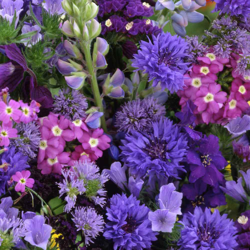 Blue Wildflowers