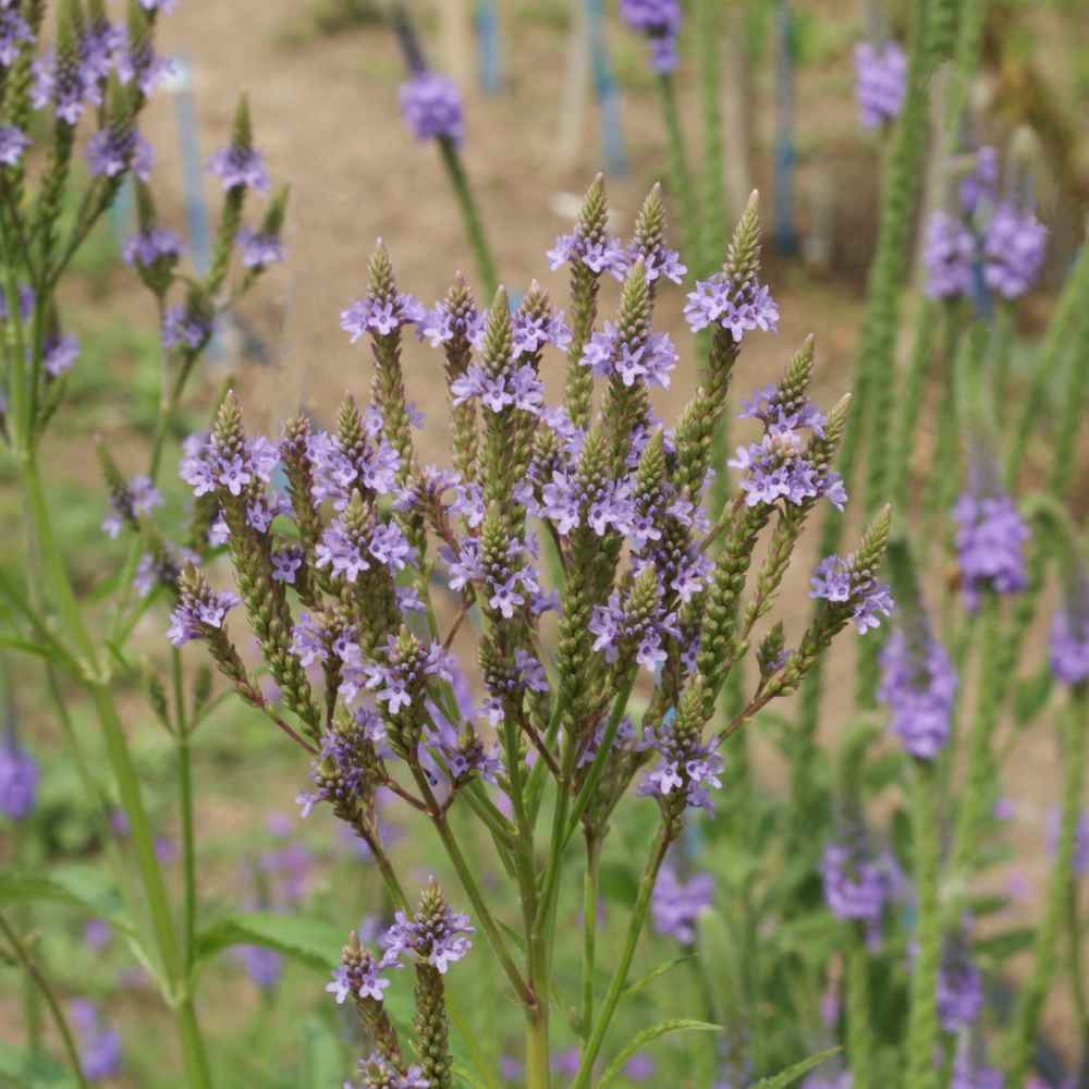 Drought Tolerant Verbena Hastata Blue Vervain Garden Flower Plant Seed