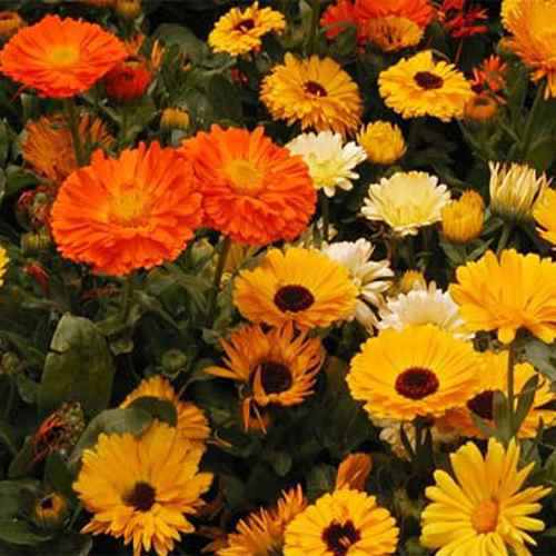 Calendula Wildflower Seed