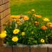 Calendula Officinalis Mix